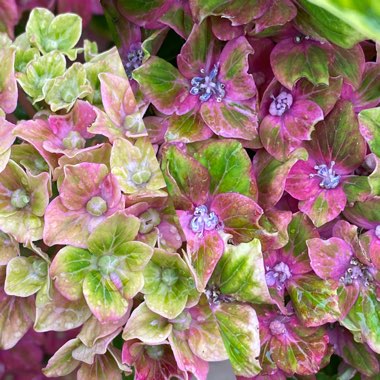 Hydrangea macrophylla 'Glam Rock'