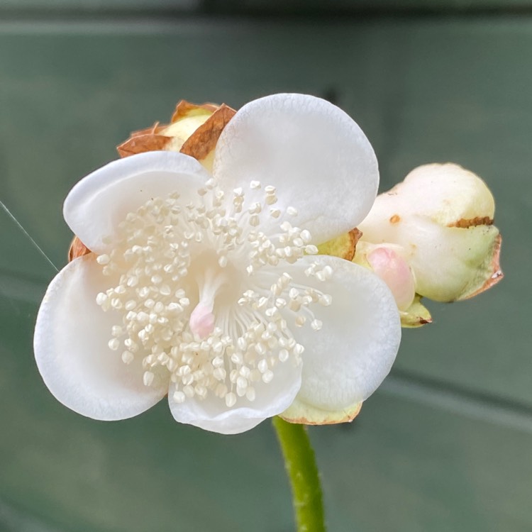 plant image 1614004