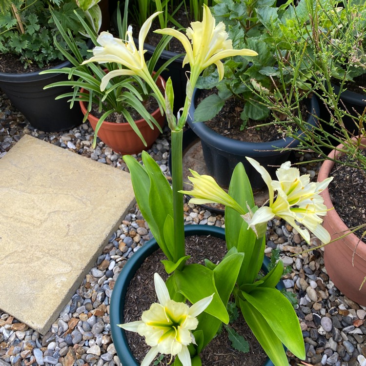 plant image 1614193 plant image 1614193