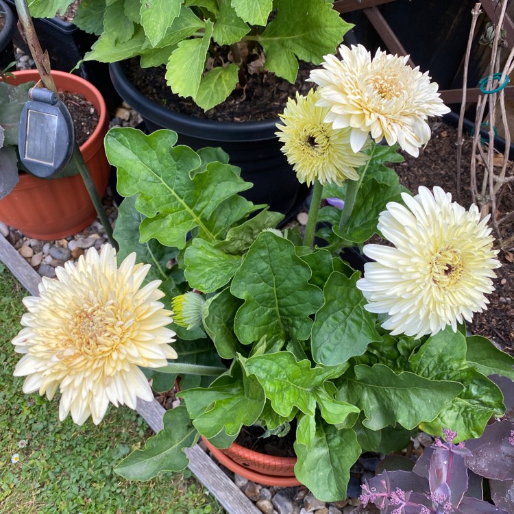 plant image 1615127 plant image 1615127