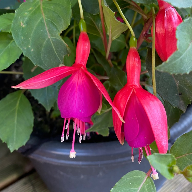 plant image 1615387 plant image 1615387