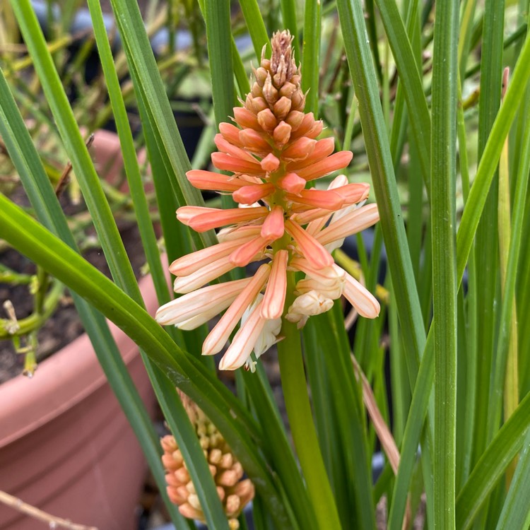 plant image 1615890 plant image 1615890