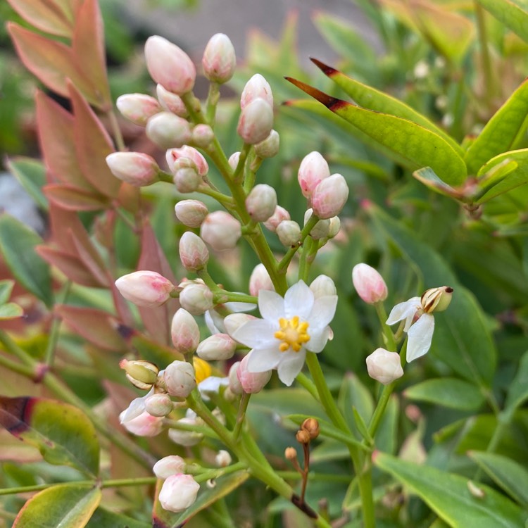 plant image 1615892 plant image 1615892