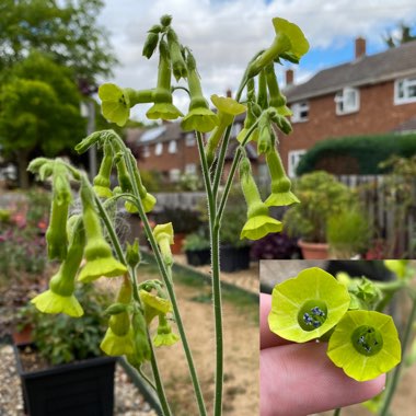 Nicotiana Langsdorffii