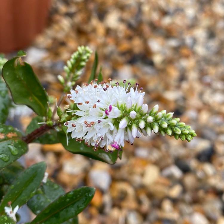 plant image 1616136 plant image 1616136