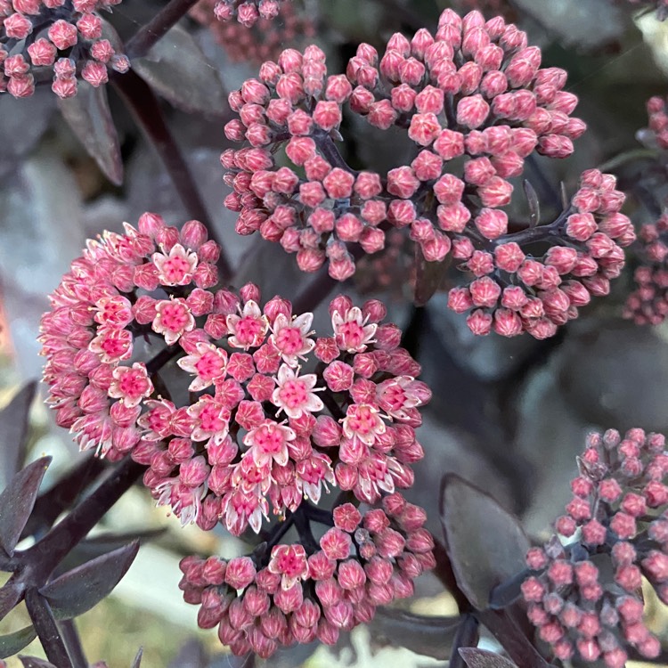 Plant image Sedum Telephium 'Xenox'