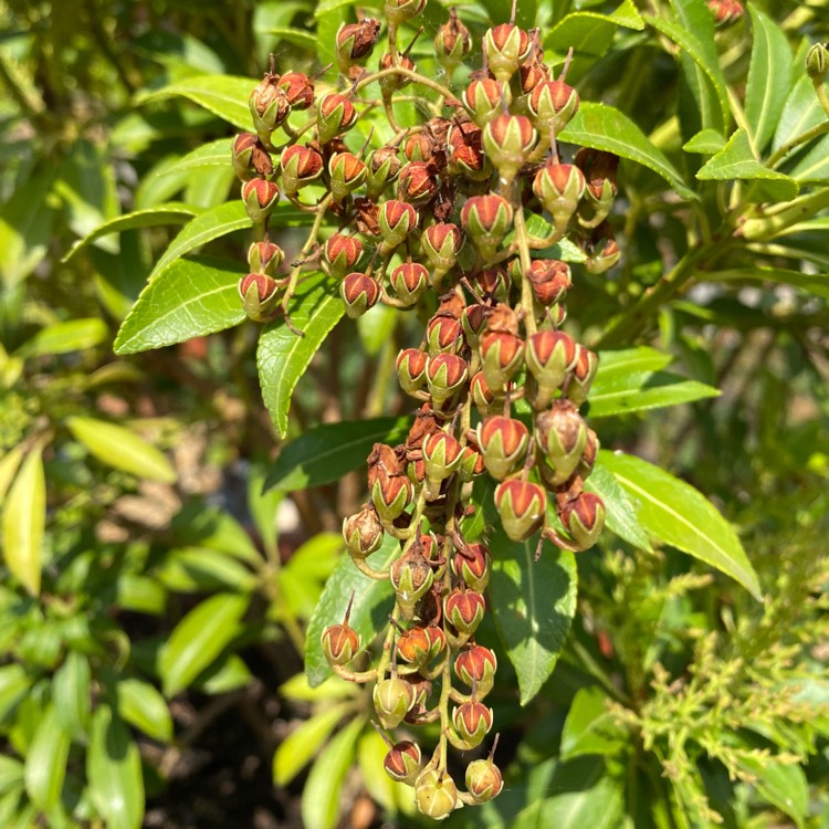 plant image 1623476