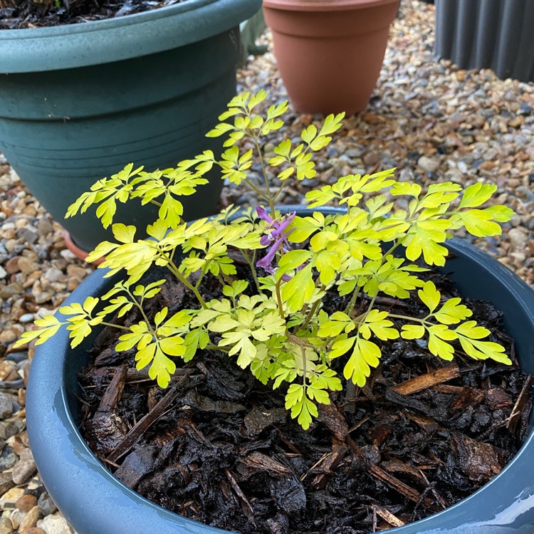 plant image 1631517 plant image 1631517