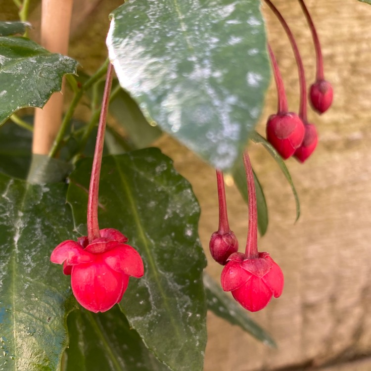 plant image 1631922