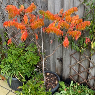 Rhus typhina 'Dissecta'