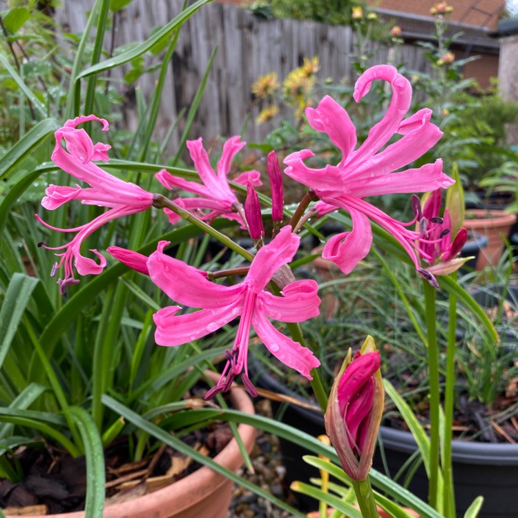 plant image 1635287 plant image 1635287