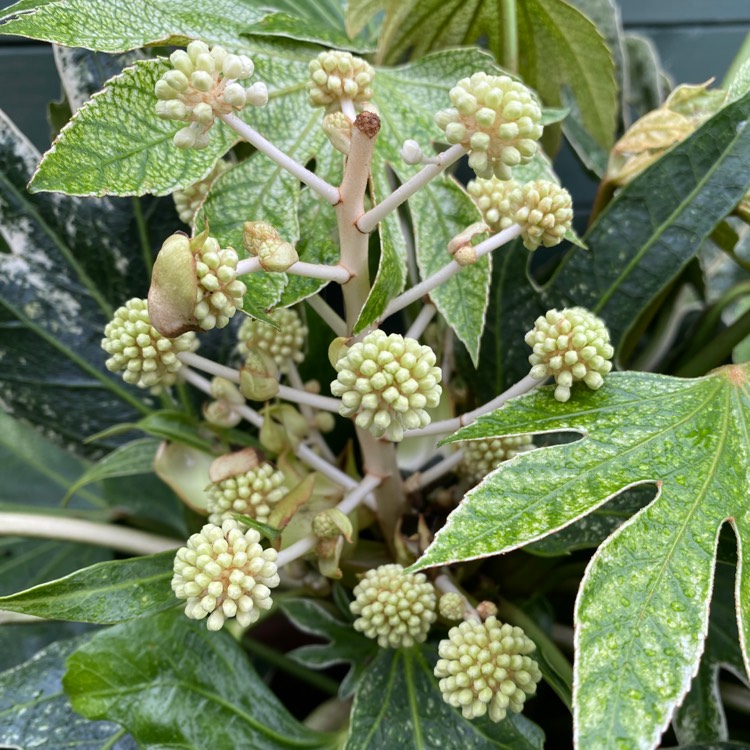 plant image 1635291 plant image 1635291