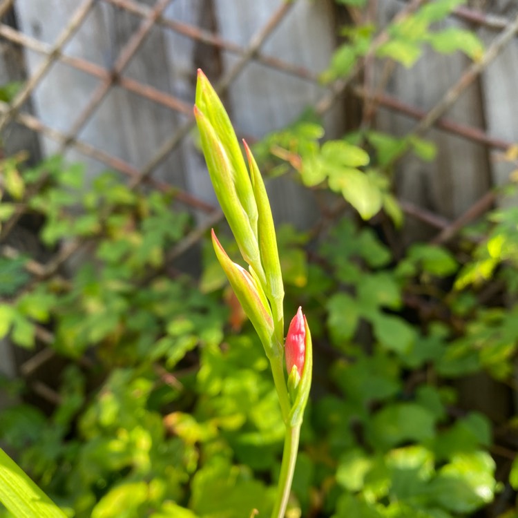 plant image 1636793 plant image 1636793