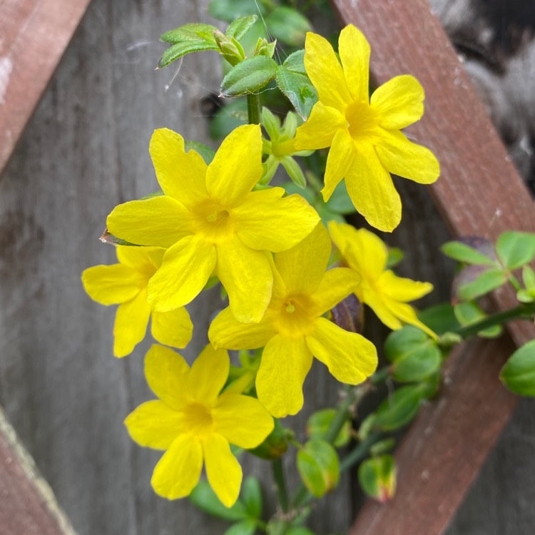 plant image 1638979 plant image 1638979