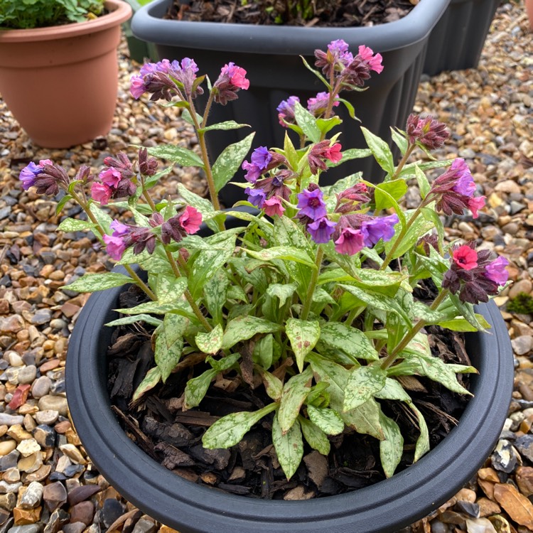 plant image 1659873