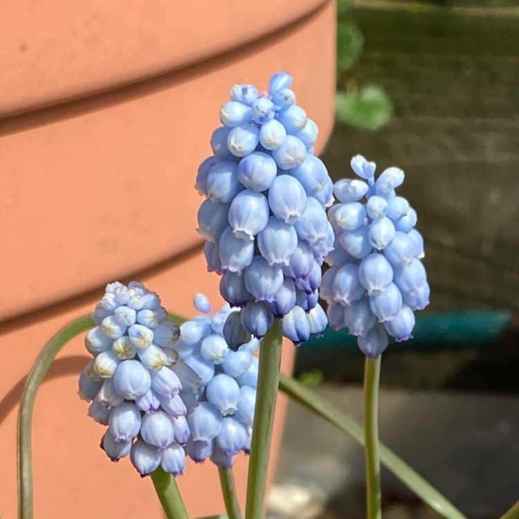 plant image 1661837 plant image 1661837