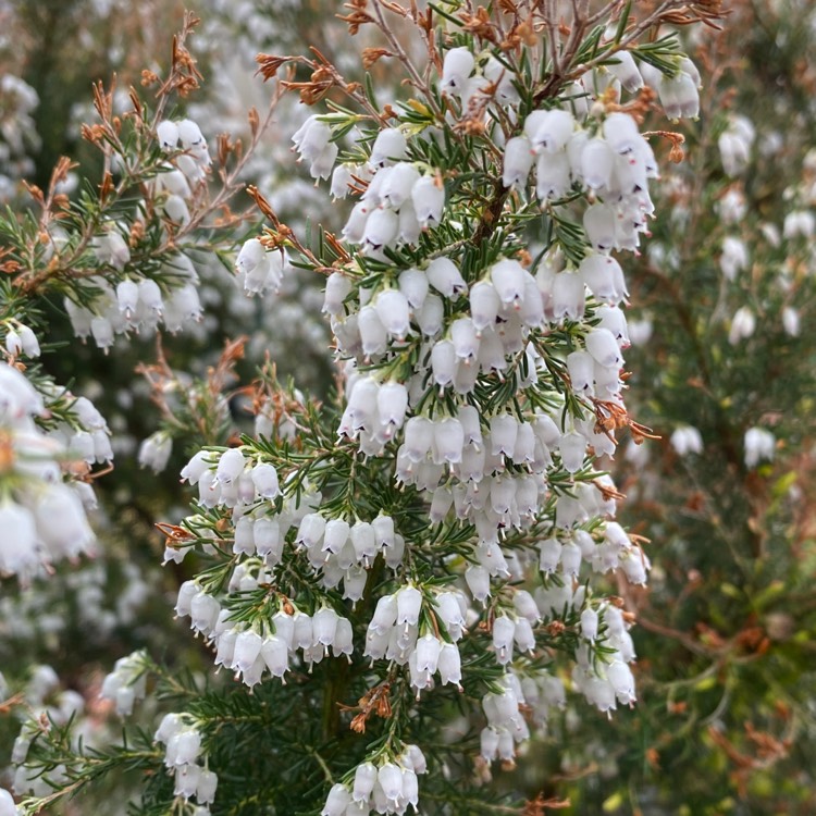 plant image 1663172