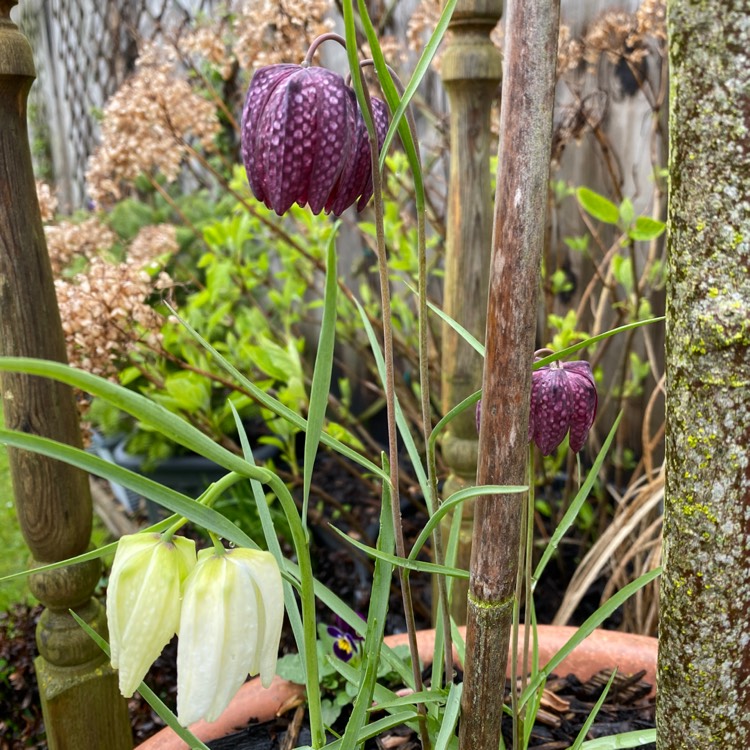 plant image 1663174