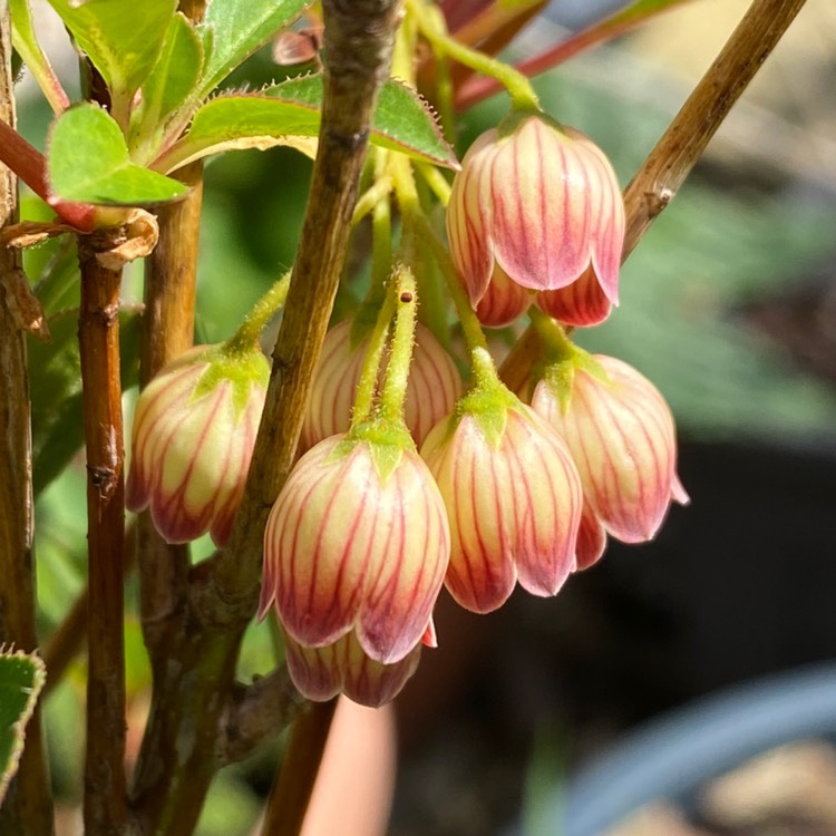 Plant image Enkianthus campanulatus