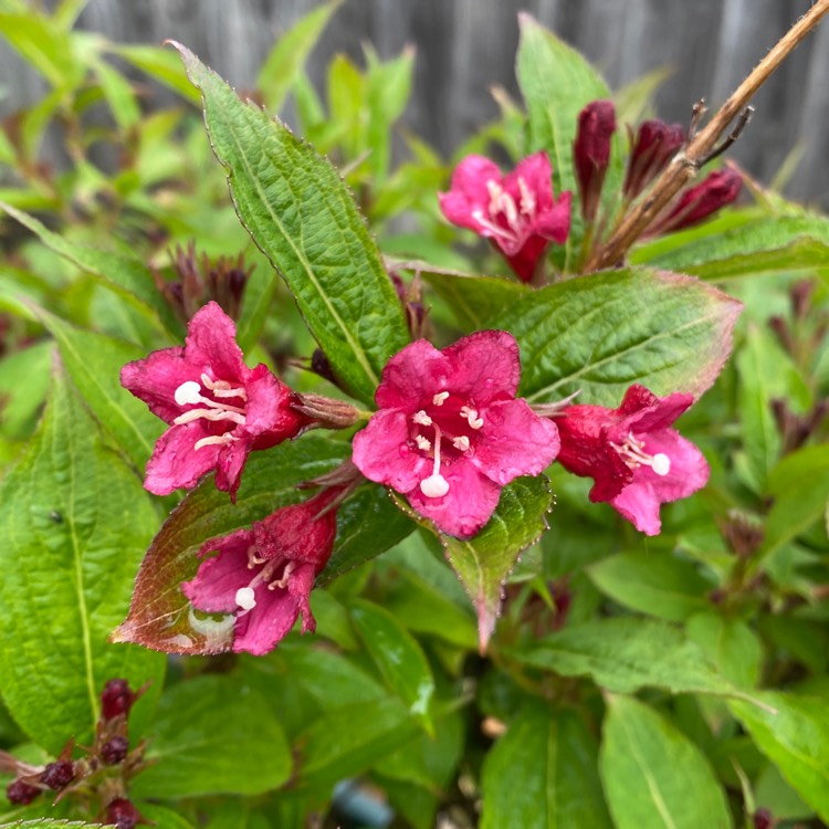 plant image 1666363 plant image 1666363