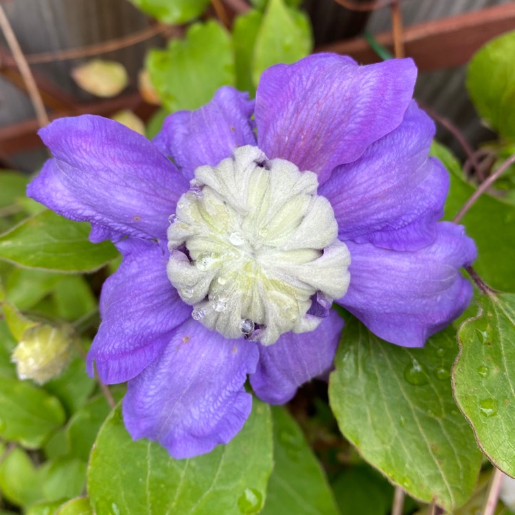 plant image 1666572 plant image 1666572