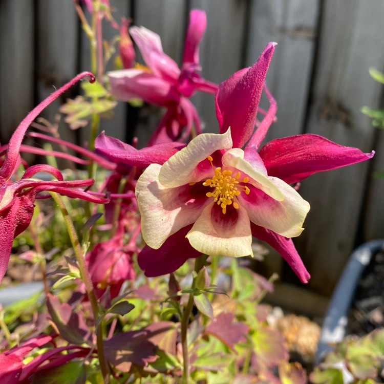 plant image 1666813