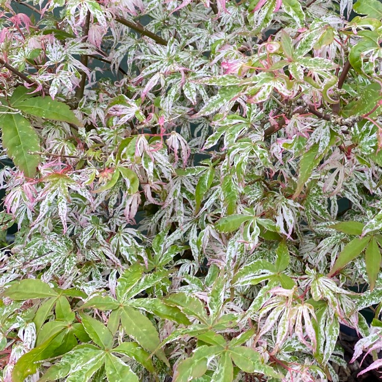 plant image 1666988 plant image 1666988