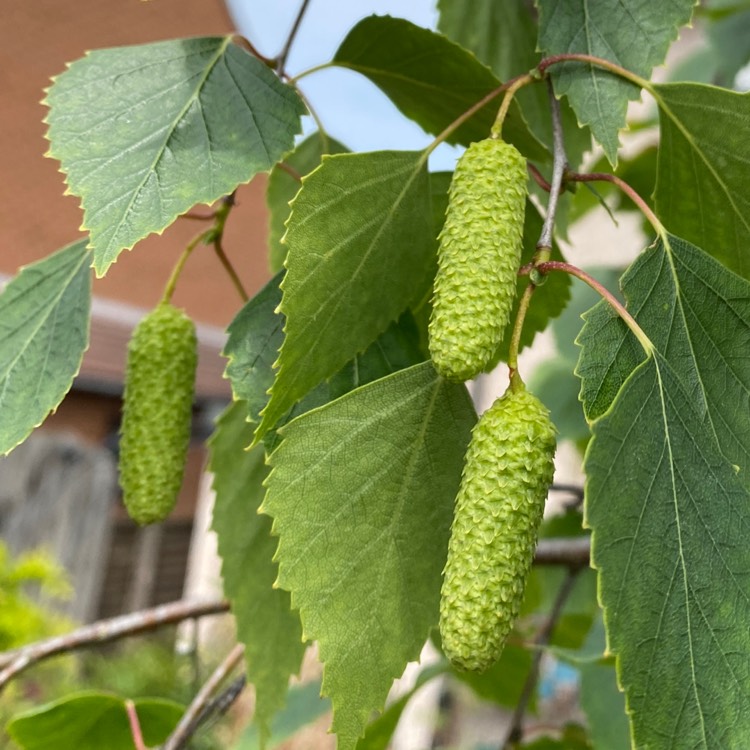 plant image 1666990