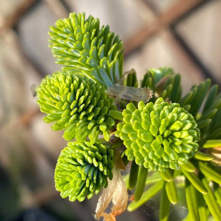 plant image 1666991