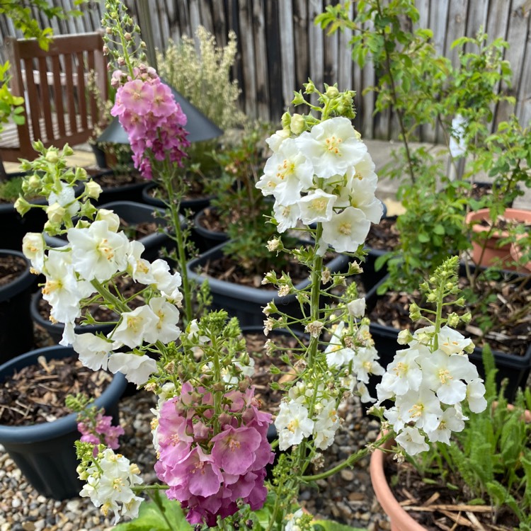 plant image 1668393 plant image 1668393