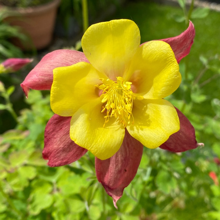 plant image 1668394