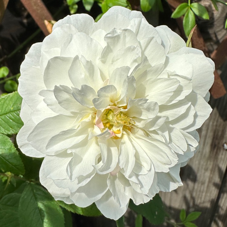 plant image 1668720 plant image 1668720