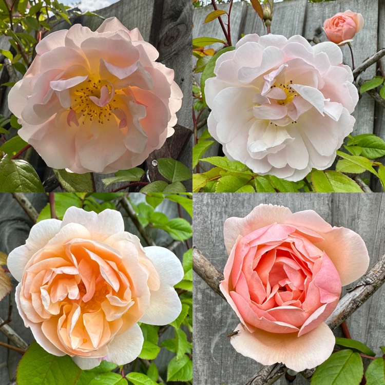 plant image 1670996