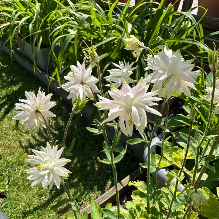 plant image 1671770 plant image 1671770