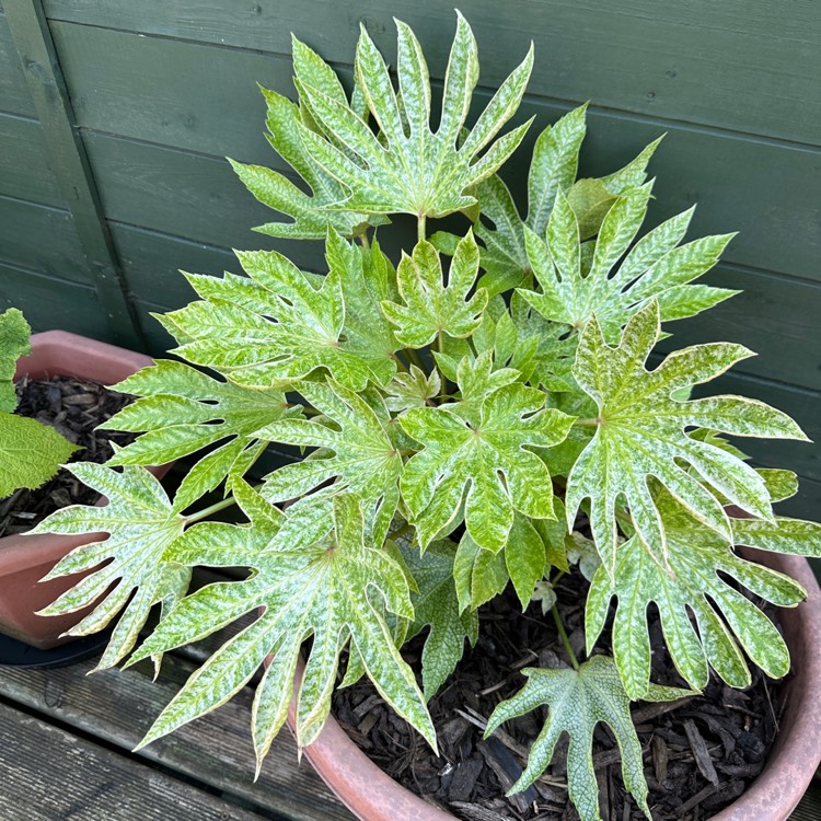 plant image 1672714 plant image 1672714