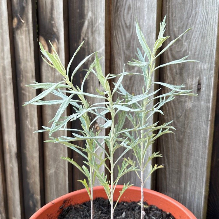 Plant image Artemisia Ludoviciana 'Silver Queen'