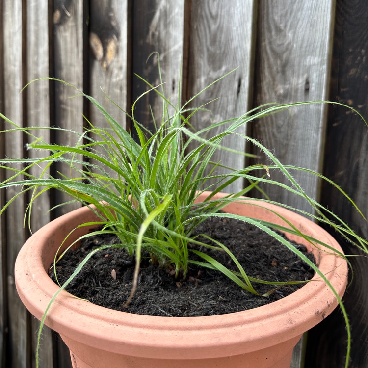 Plant image Luzula nivea