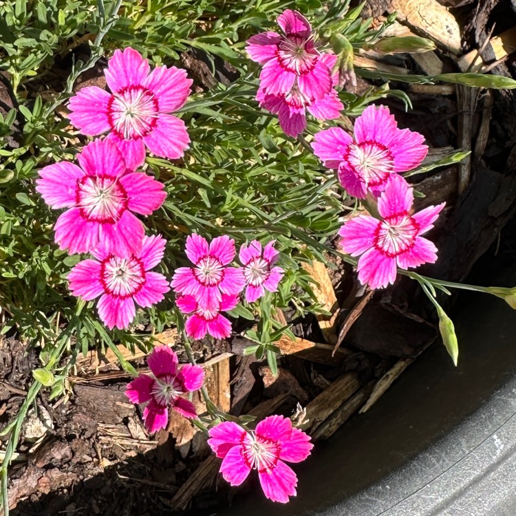 plant image 1675482 plant image 1675482