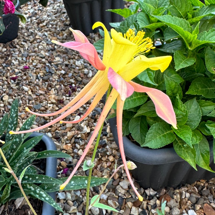plant image 1675737