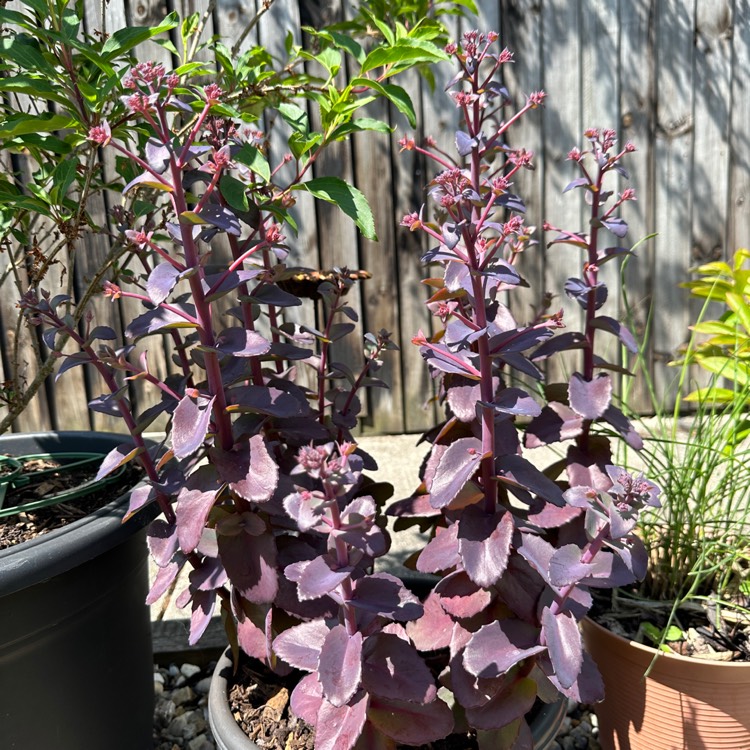 plant image 1677702 plant image 1677702