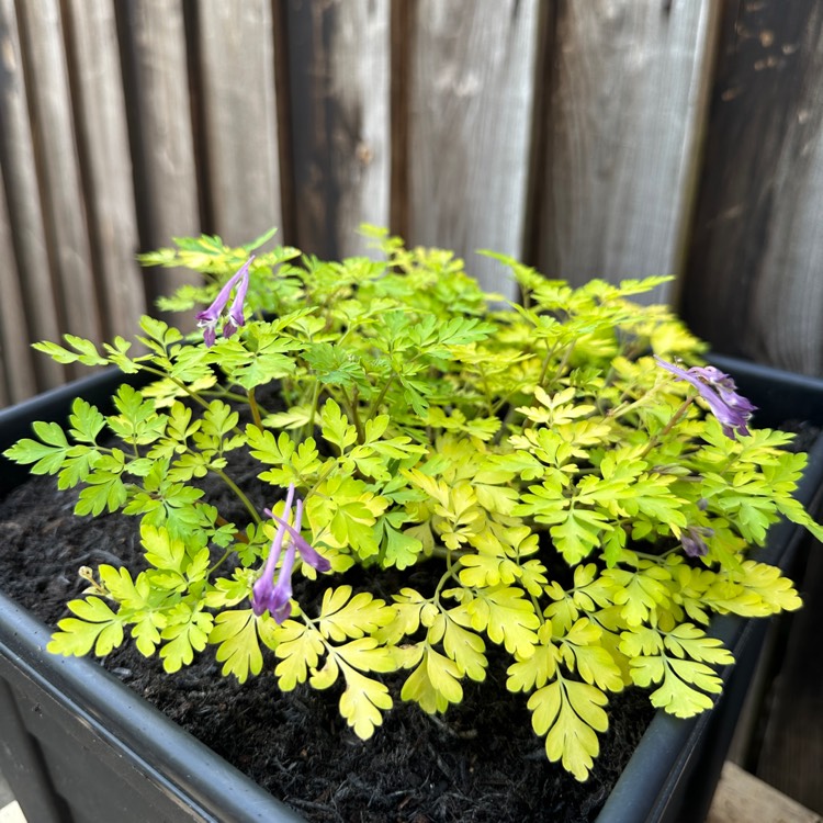 plant image 1677705 plant image 1677705