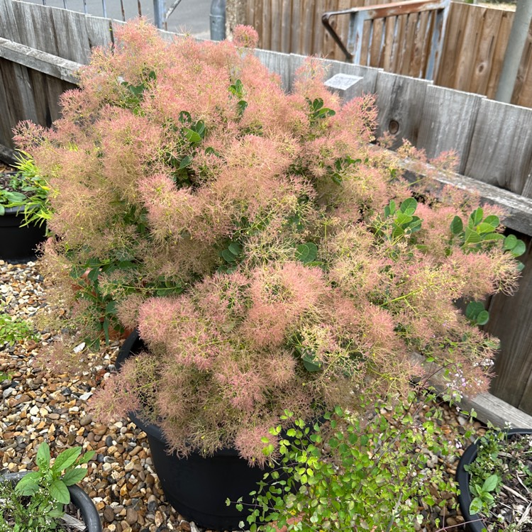 plant image 1678964 plant image 1678964