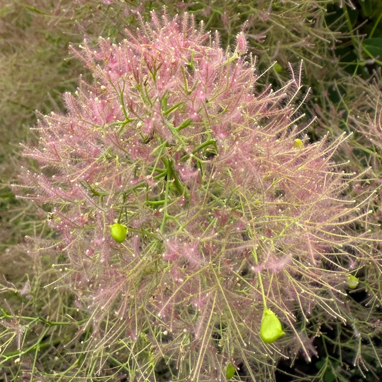 plant image 1678965 plant image 1678965