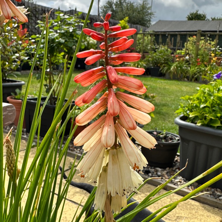 plant image 1679117 plant image 1679117