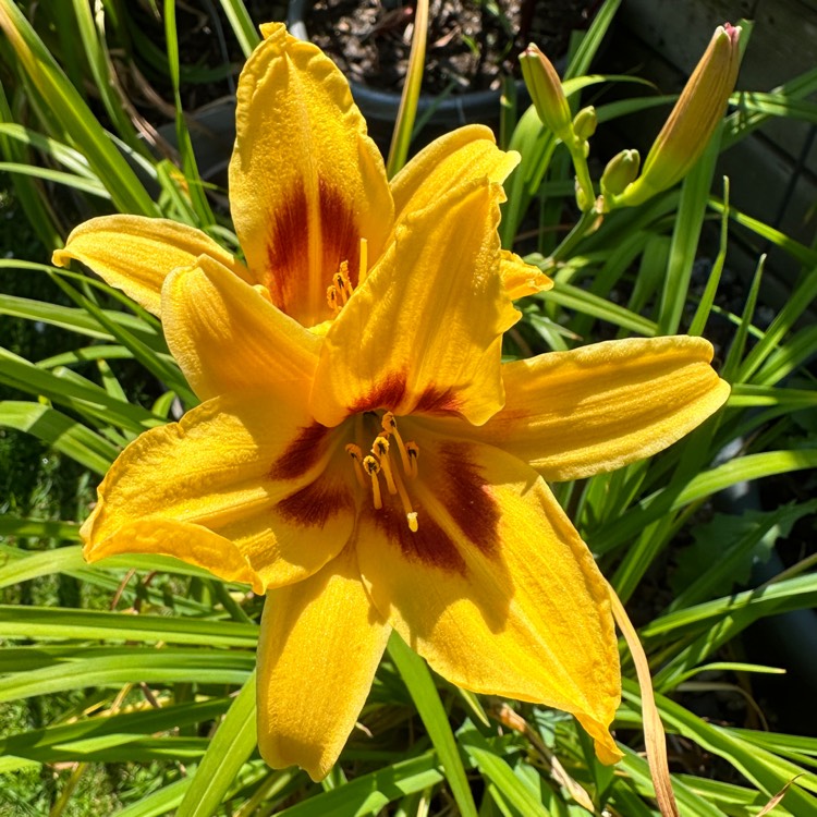 plant image 1679265 plant image 1679265