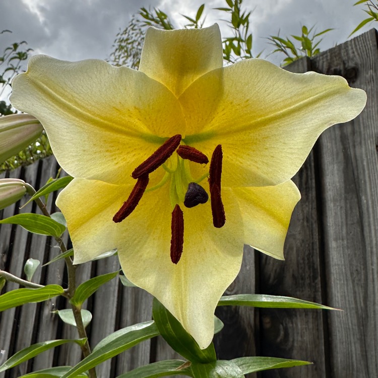 plant image 1699246 plant image 1699246