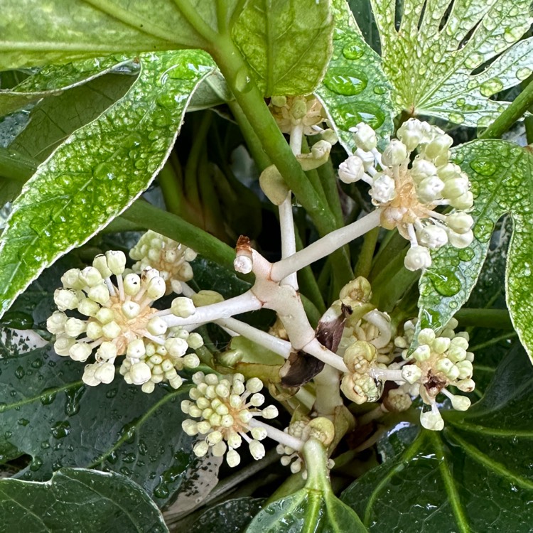 plant image 1701095 plant image 1701095