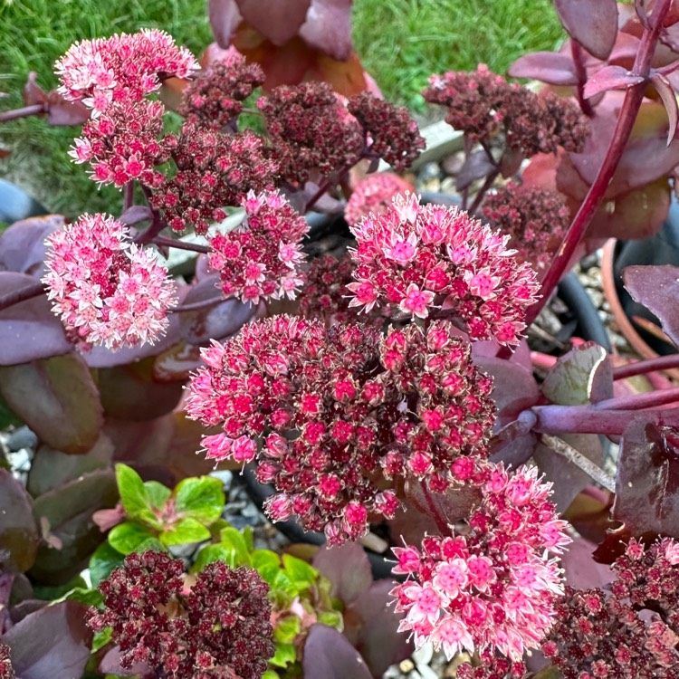 plant image 1701097 plant image 1701097