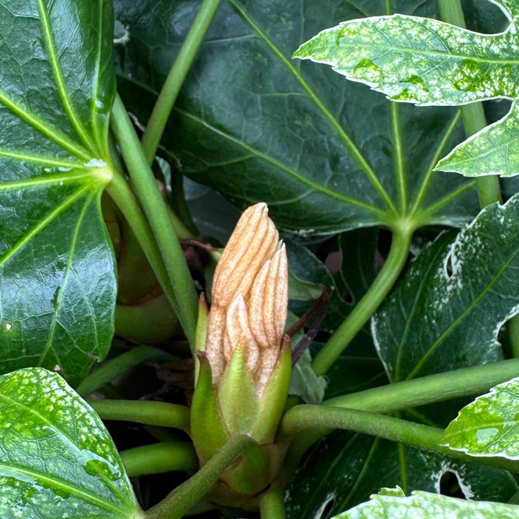 plant image 1704118 plant image 1704118