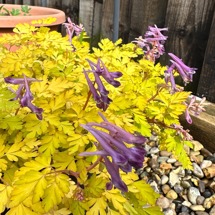 plant image 1704121 plant image 1704121